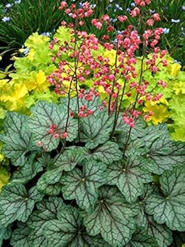 Green Heuchera Plant Seeds for Planting heirloom & Non-GMO Seeds