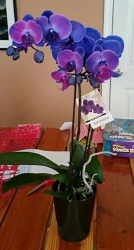 Organic Blue-Purple Phalaenopsis Orchid Seeds for Planting ƒ?? Heirloom, Non-GMO Seeds
