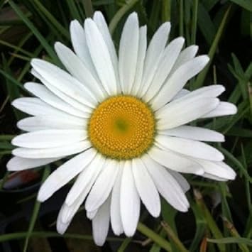White Leucanthemum Flower Seeds for Planting – Fresh, Organic, Heirloom, Non-GMO Daisy Seeds