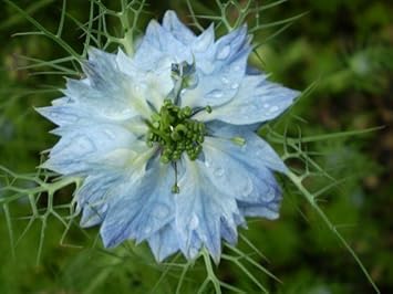 Mixed Nigella Damascena Flower Seeds for Planting – Organic, Heirloom, Non-GMO Love-in-a-Mist