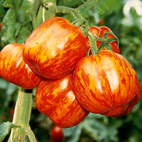 Red Yellow Tomato Solanum lycopersicum seeds for urban garden planting