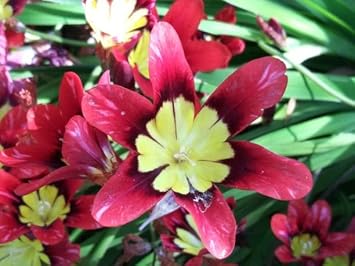 Thick Pink Sparaxis Flower Seeds for Planting - 100 pcs