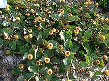 Yellow Toothache Plant Seeds for Planting - NON GMO Seeds
