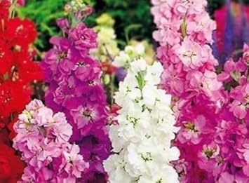 Mixed Matthiola Incana Flower Seeds – Heirloom Non-GMO Fragrant Blooms for Garden Planting