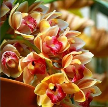 Orange Cymbidium Orchid Seeds - Heirloom Non-GMO Planting Flower Seeds