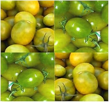 Green Tomato Seeds for Planting - 100 Pcs pcs