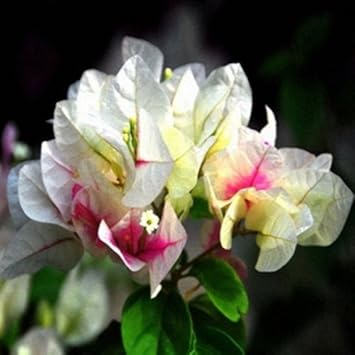 Mixed Bougainvillea Flower Planting Seeds for Garden NON GMO Seeds