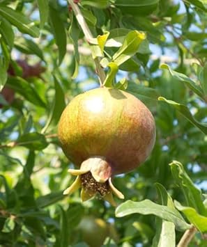 Green pomegranate seeds for planting fruit garden