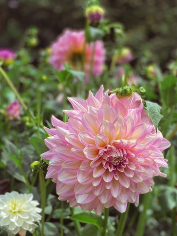 Heirloom Light Pink Dahlia Flower Seeds for Planting â€“ Non-GMO, Stunning Blooming Flower Seeds