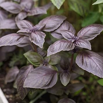 Basil Vegetable Seeds for Planting - 100 Pcs pcs