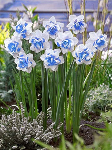 Narciso Flower Seeds for Planting - NON GMO Seeds