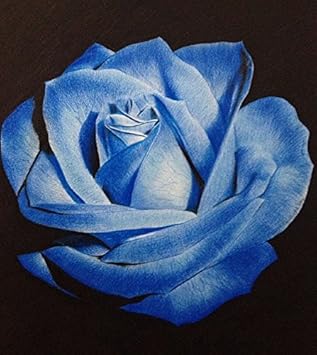 Light Blue Osiria Rose Plant Seeds for Planting Non-GMO Heirloom Garden Seeds for Growing