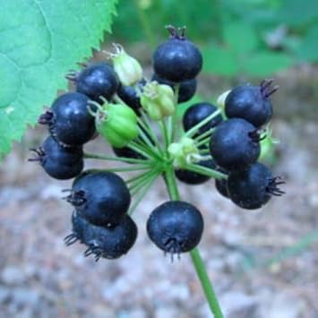 Black Sarsaparilla Plant Seeds –Heirloom & Non-GMO Seeds for planting Scientific Name Placeholder for planting in home garden