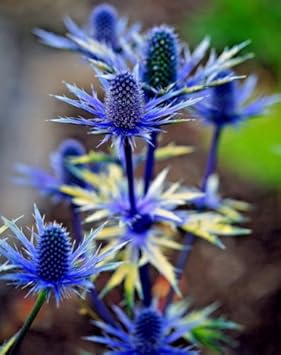 Eryngium Alpinum Plant Seeds for Planting - NON GMO Seeds