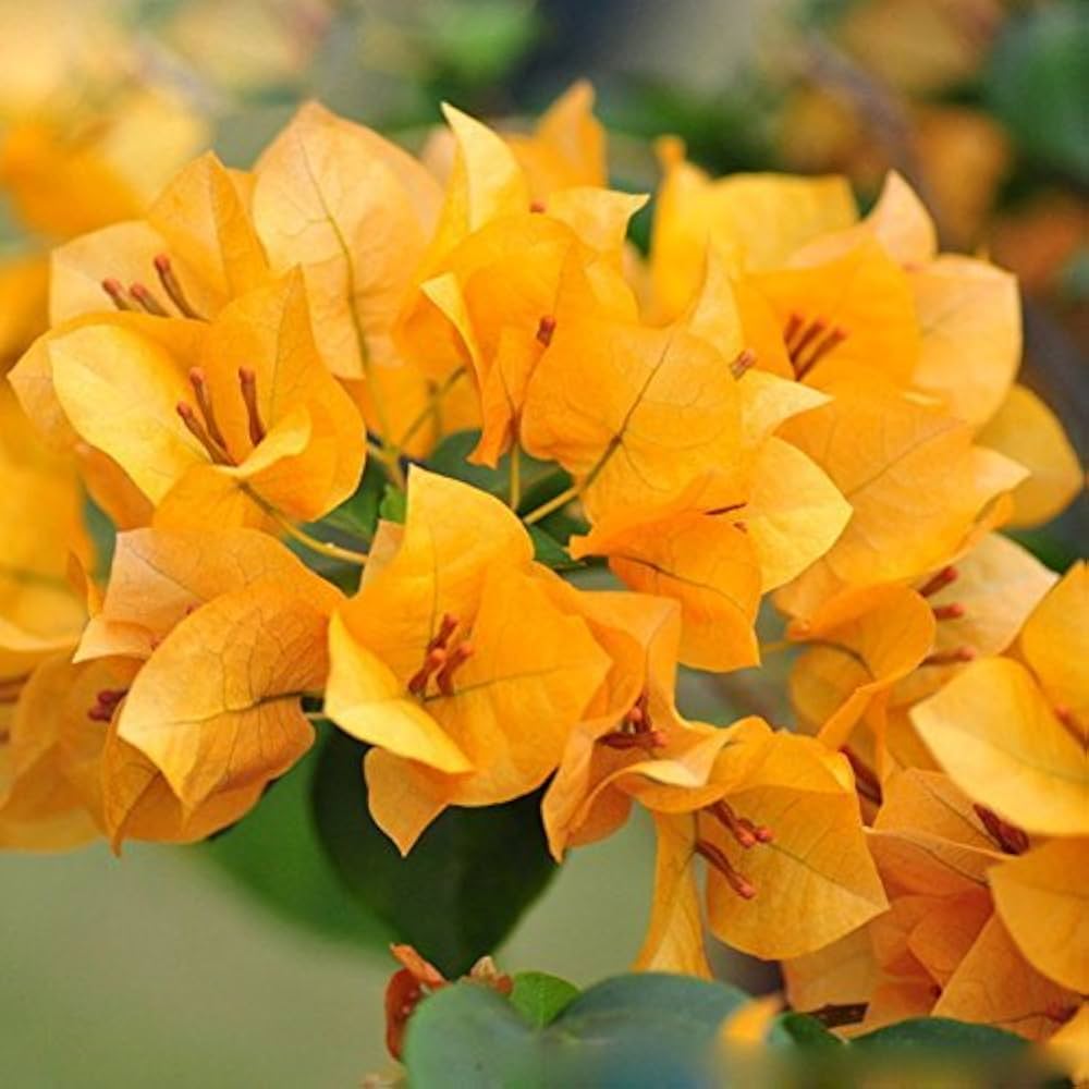 Yellow Bougainvillea Seeds for Planting ƒ?? Organic, Heirloom, Non-GMO Flowers for planting in your garden.