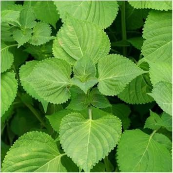 Green Shiso Plant Seeds for Planting - heirloom & Non-GMO Seeds