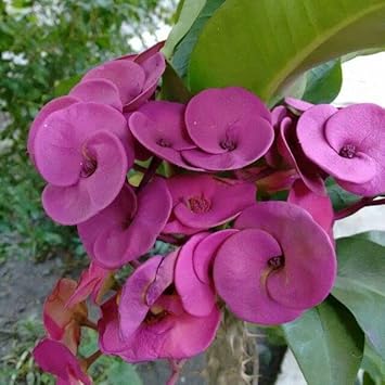 Heirloom Purple Euphorbia Milii Flower Seeds for Planting, Non-GMO