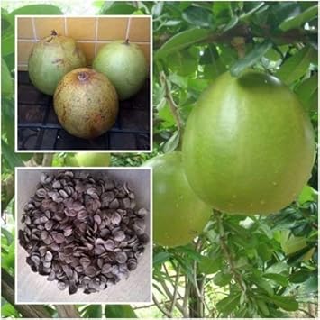 Green Crescentia Cujete Fruit Seeds - 70pcs, Exotic Tropical Tree for Your Yard 100 Pcs pcs