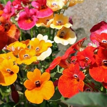 Mixed Carnival Flower Seeds for Planting, 100 pcs