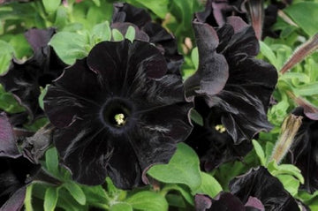 Black Cat Petunia Seeds for Planting - Heirloom, NON-GMO Flower Seeds - Perfect for Garden Blooms