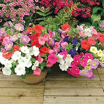 Mixed Geraniums Heirloom Non-GMO Seeds for Planting