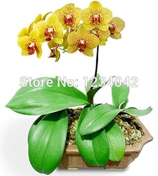 Heirloom Mixed Butterfly Orchid Flower Seeds – Non-GMO Vibrant Blooms for Garden Planting