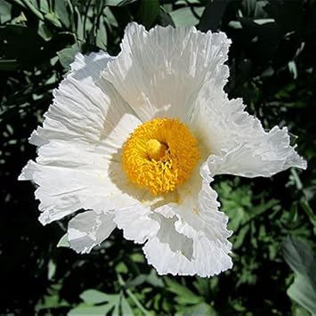 Coulteri Flower Seeds for Planting - NON GMO Seeds
