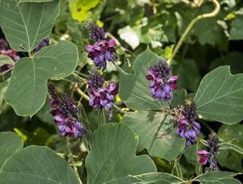Kudzu Pueraria Lobata Plant Seeds for Planting - Heirloom and Non-GMO Garden Seeds