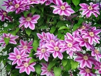Perennial Vine Climbing Flower Seeds for Planting - NON GMO Seeds