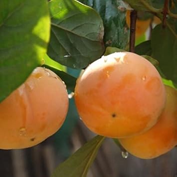 Orange Diospyros Vegetable Seeds for Planting, heirloom & Non-GMO Seeds