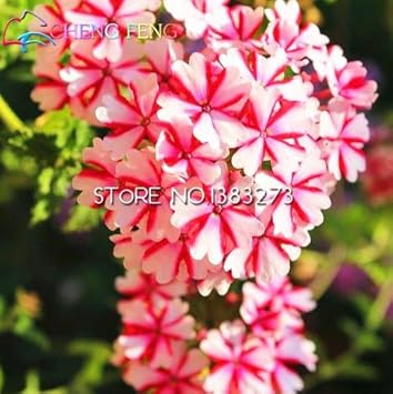 Organic Heirloom Pink Verbena Flower Seeds ƒ?? Non-GMO Garden Seeds for Planting for planting in your garden.