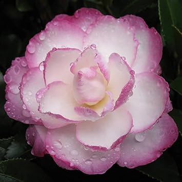 White Purple Camellia Flower Seeds – Non-GMO, Perfect for Garden Planting