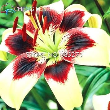 Yellow Red Lilium Flower Seeds for Garden - 100 pcs