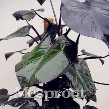 Green Philodendron Erubescens Plant Seeds ƒ?? Heirloom, Non-GMO Seeds for Planting