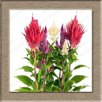 Red Purple Pteris Flower Seeds for Planting – Organic, Heirloom, Non-GMO Fern Seeds