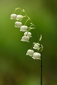 White Lily of the Valley Flower Seeds for Planting - Heirloom and Non-GMO Garden Seeds