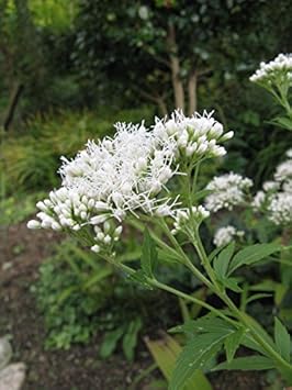 White Boneset (Thoroughwort) Flower Seeds – Non-GMO Heirloom Seeds for Planting