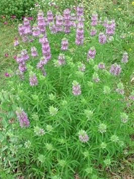 Violet Citriodora Flower Seeds for Planting - NON GMO Seeds