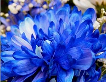 Blue White Chrysanthemum Flower Seeds – Heirloom, Non-GMO Seeds for Planting Stunning Blooms