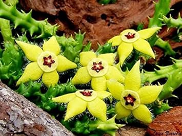 Stapelia Pulchella Flower Seeds - 100 pcs