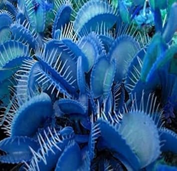 Heirloom Non-GMO Blue Venus Fly Trap Flower Seeds for Planting – Rare Carnivorous Plant Seeds