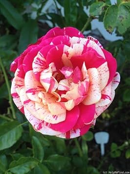 White Pink Rose Plant Seeds for Planting Non-GMO Heirloom Garden Seeds for Growing