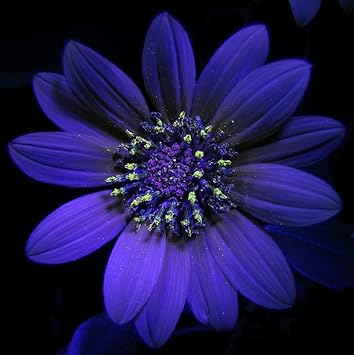 Violet Sunflower Flower Seeds - 100 pcs