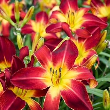Hemerocallis Flowers Seeds Heirloom Non GMO Planting - 100 pcs