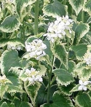 Organic Lunaria Annua Variegata Money Plant Seeds for Planting – Heirloom, Non-GMO