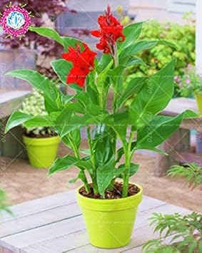 Orange Indica Flower Seeds for Planting ƒ?? Organic, Heirloom, Non-GMO Tropical Garden Seeds