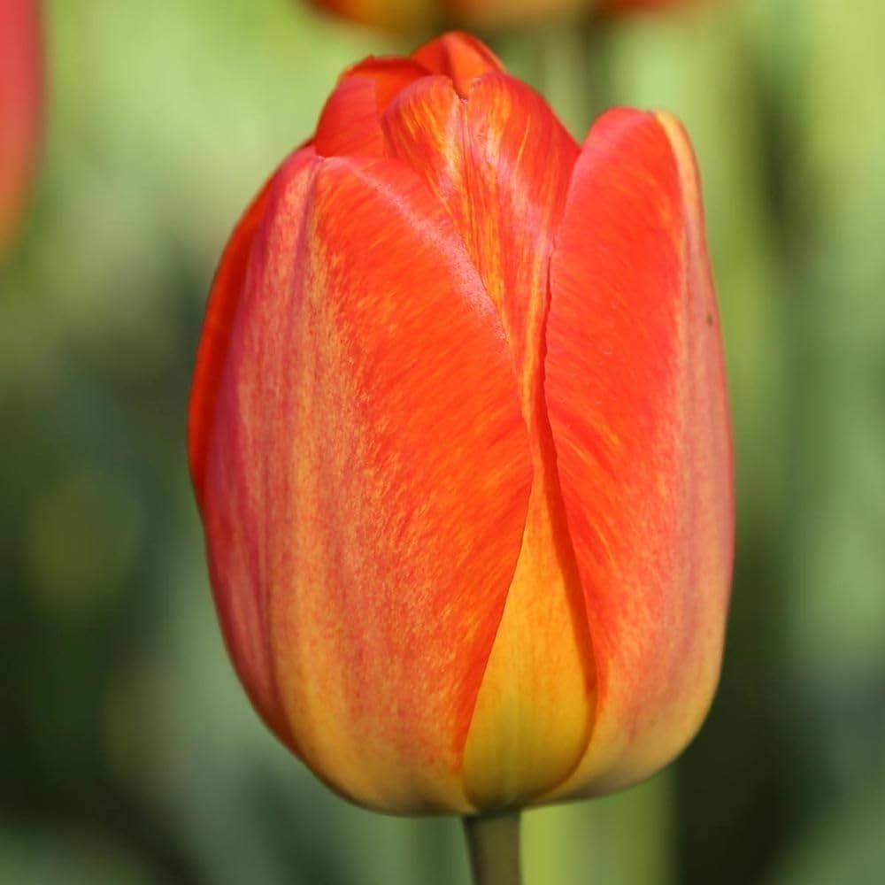Orange Tulip Flower Seeds for Planting â€“ Heirloom, Non-GMO, Vibrant Blooms for planting in home garden