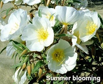 White Oenothera Flower Seeds for Garden - 100 pcs