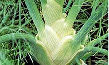 Green White Florence Vegetable Seeds for Planting - heirloom & Non-GMO Seeds