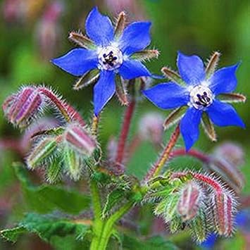 Borage Blue Flower Seeds for Planting ƒ?? Organic, Heirloom, Non-GMO Seeds